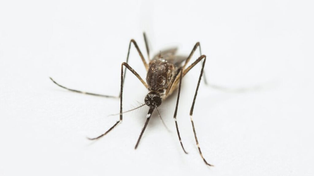 Pobierz formularz zwrotu mosquito za darmo w PDF